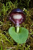 Corybas diemenicus Veined Helmut-orchid2